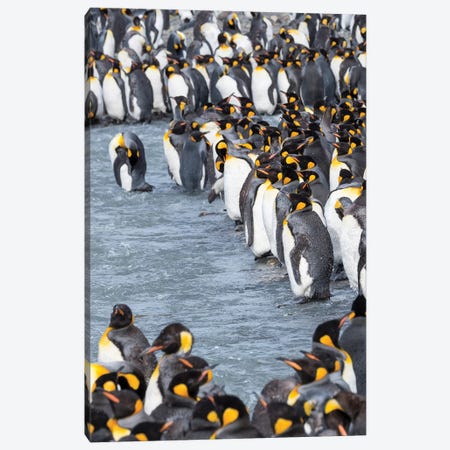 King Penguin rookery in St. Andrews Bay. Adults molting. South Georgia Island Canvas Print #MZW86} by Martin Zwick Canvas Art Print