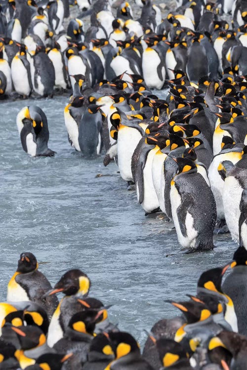 King Penguin rookery in St. Andrews Bay. Adults molting. South Georgia Island