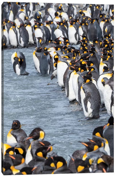 King Penguin rookery in St. Andrews Bay. Adults molting. South Georgia Island Canvas Art Print - Martin Zwick