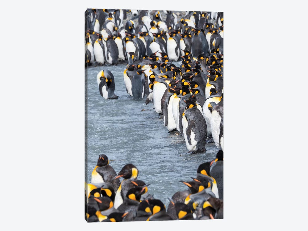 King Penguin rookery in St. Andrews Bay. Adults molting. South Georgia Island by Martin Zwick 1-piece Canvas Wall Art