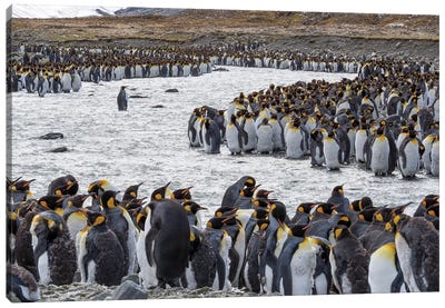 King Penguin rookery in St. Andrews Bay. Adults molting. South Georgia Island Canvas Art Print - Famous Monuments & Sculptures
