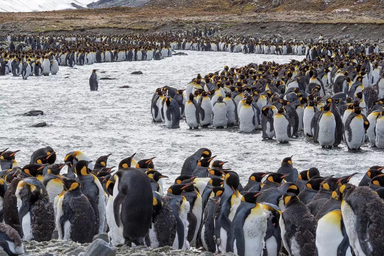 King Penguin rookery in St. Andrews Bay. Adults molting. South Georgia Island