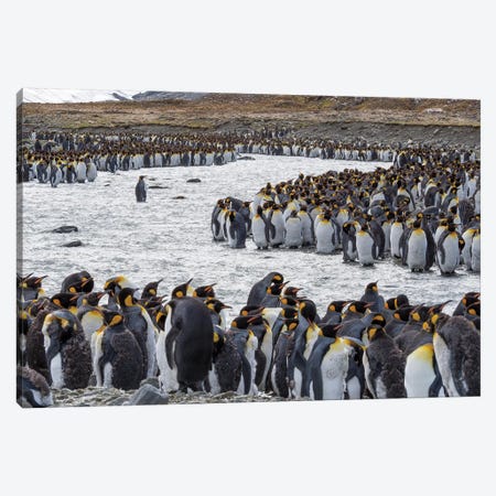 King Penguin rookery in St. Andrews Bay. Adults molting. South Georgia Island Canvas Print #MZW87} by Martin Zwick Art Print
