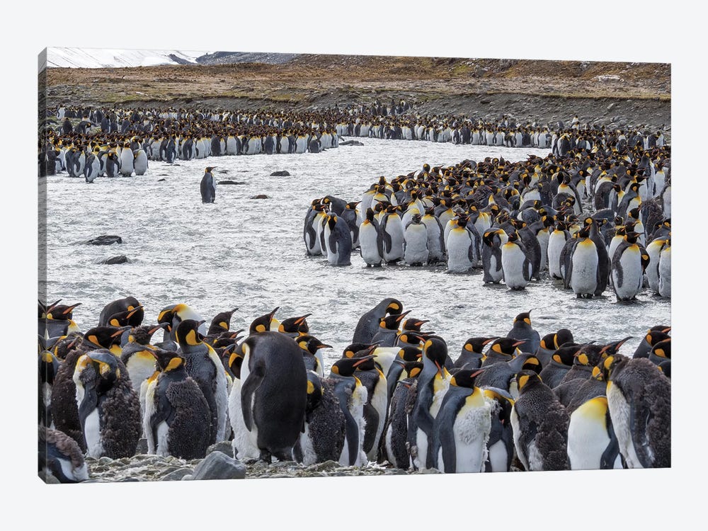King Penguin rookery in St. Andrews Bay. Adults molting. South Georgia Island by Martin Zwick 1-piece Art Print