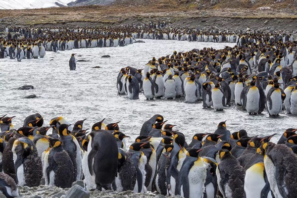 Famous Palaces & Residences: King Penguin rookery in St. Andrews Bay. Adults molting. South Georgia Island by Martin Zwick