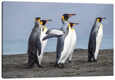 King Penguin rookery in St. Andrews Bay. Adults on beach, South Georgia Island Canvas Art Print - Famous Monuments & Sculptures