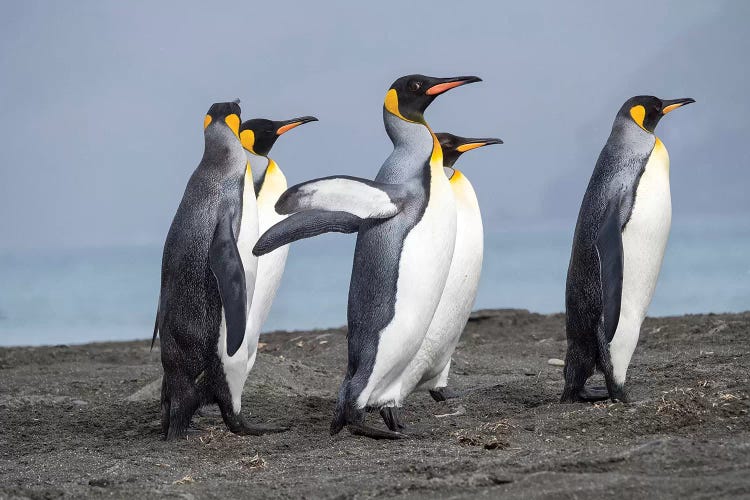 King Penguin rookery in St. Andrews Bay. Adults on beach, South Georgia Island