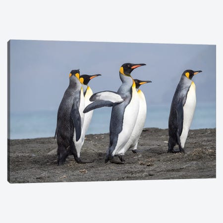 King Penguin rookery in St. Andrews Bay. Adults on beach, South Georgia Island Canvas Print #MZW88} by Martin Zwick Canvas Wall Art