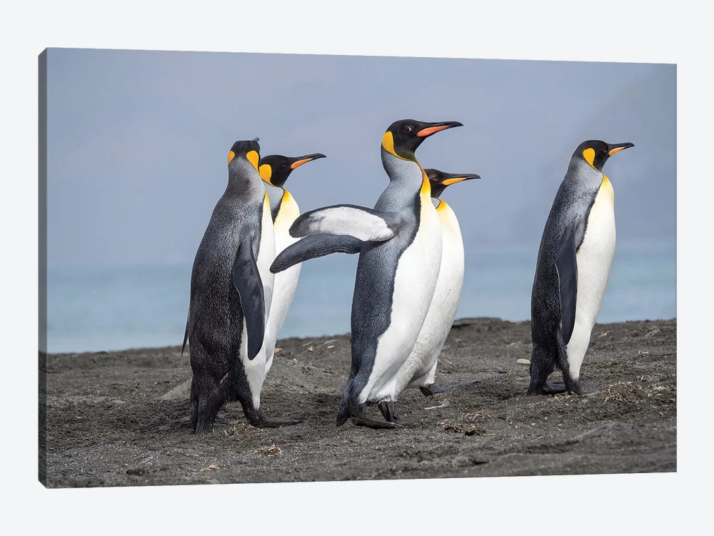 King Penguin rookery in St. Andrews Bay. Adults on beach, South Georgia Island by Martin Zwick 1-piece Canvas Art