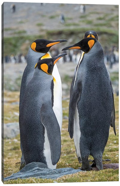 King Penguin rookery in St. Andrews Bay. Courtship behavior. South Georgia Island Canvas Art Print - Famous Monuments & Sculptures