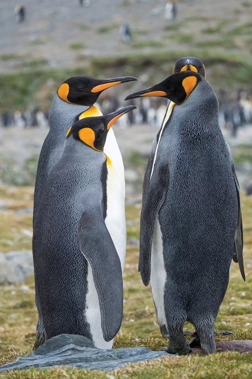 King Penguin rookery in St. Andrews Bay. Courtship behavior. South Georgia Island by Martin Zwick wall art