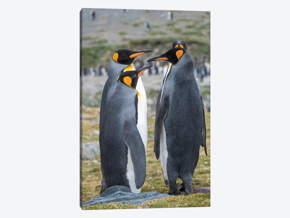 King Penguin rookery in St. Andrews Bay. Courtship behavior. South Georgia Island by Martin Zwick 1-piece Art Print