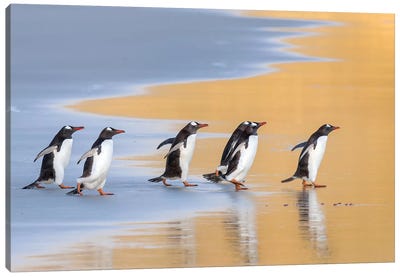 Gentoo Penguin Falkland Islands IV Canvas Art Print - Penguin Art