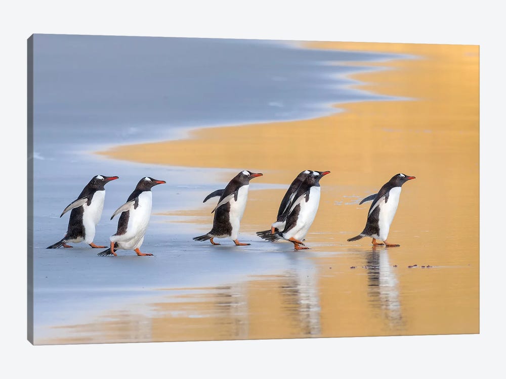 Gentoo Penguin Falkland Islands IV by Martin Zwick 1-piece Canvas Wall Art