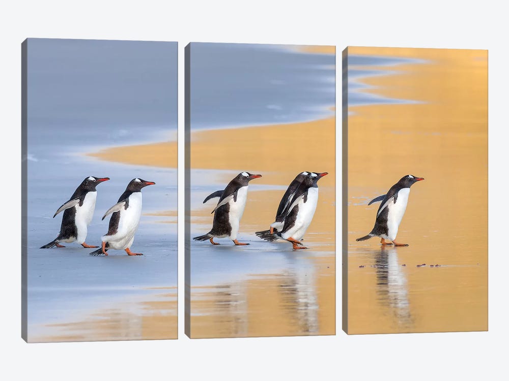 Gentoo Penguin Falkland Islands IV by Martin Zwick 3-piece Canvas Art