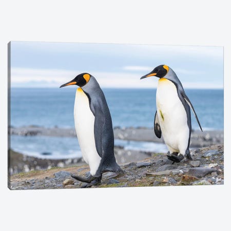 King Penguin rookery in St. Andrews Bay. Courtship behavior. South Georgia Island Canvas Print #MZW90} by Martin Zwick Canvas Art Print