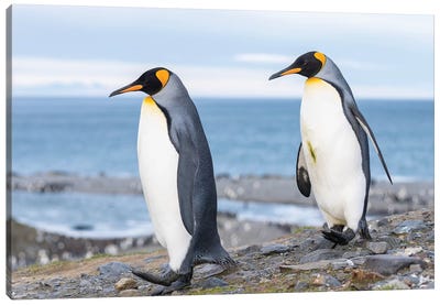 King Penguin rookery in St. Andrews Bay. Courtship behavior. South Georgia Island Canvas Art Print - Natural Wonders
