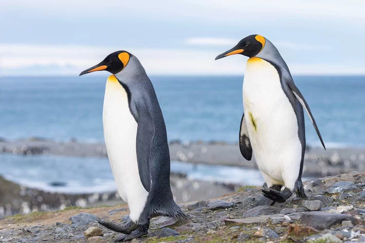 King Penguin rookery in St. Andrews Bay. Courtship behavior. South Georgia Island by Martin Zwick wall art