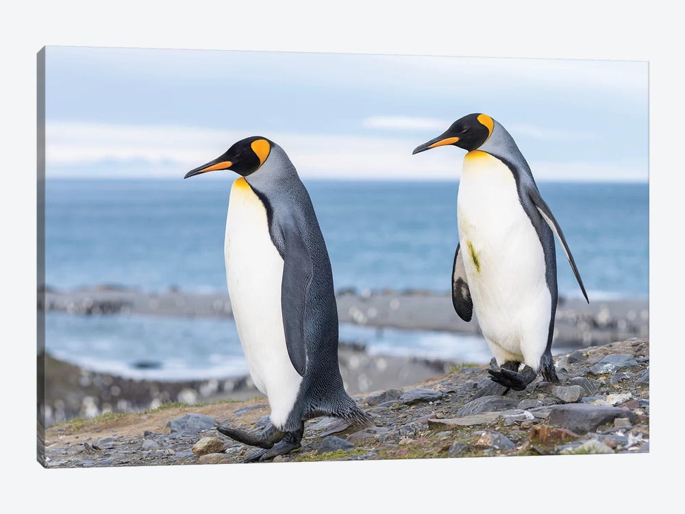 King Penguin rookery in St. Andrews Bay. Courtship behavior. South Georgia Island by Martin Zwick 1-piece Canvas Art Print