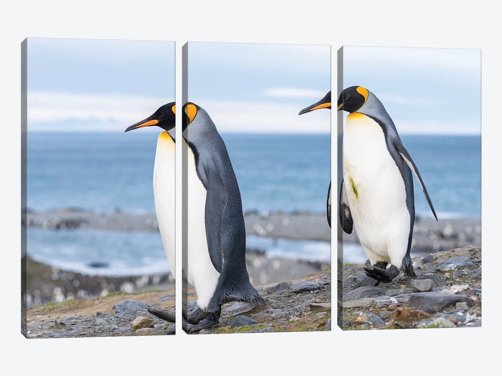 King Penguin rookery in St. Andrews Bay. Courtship behavior. South Georgia Island by Martin Zwick 3-piece Art Print