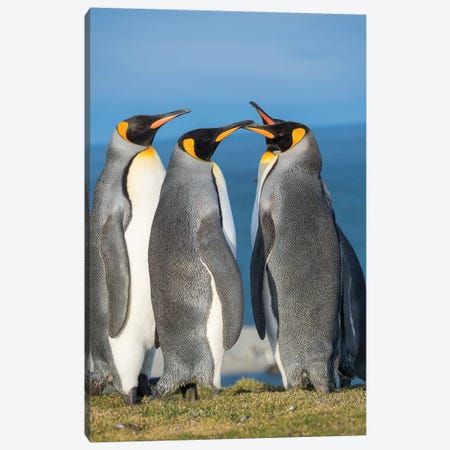 King Penguin rookery in St. Andrews Bay. Courtship behavior. South Georgia Island Canvas Print #MZW91} by Martin Zwick Canvas Print
