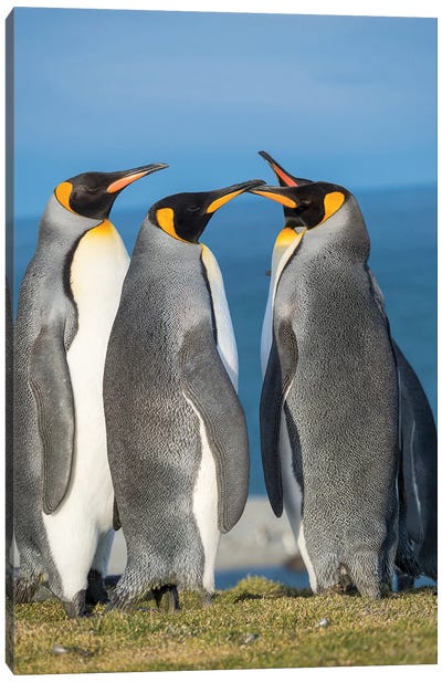 King Penguin rookery in St. Andrews Bay. Courtship behavior. South Georgia Island Canvas Art Print - Famous Monuments & Sculptures