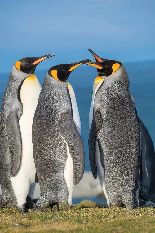 King Penguin rookery in St. Andrews Bay. Courtship behavior. South Georgia Island