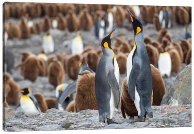 King Penguin rookery in St. Andrews Bay. Feeding behavior. South Georgia Island Canvas Art Print - Famous Monuments & Sculptures