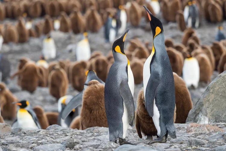 King Penguin rookery in St. Andrews Bay. Feeding behavior. South Georgia Island