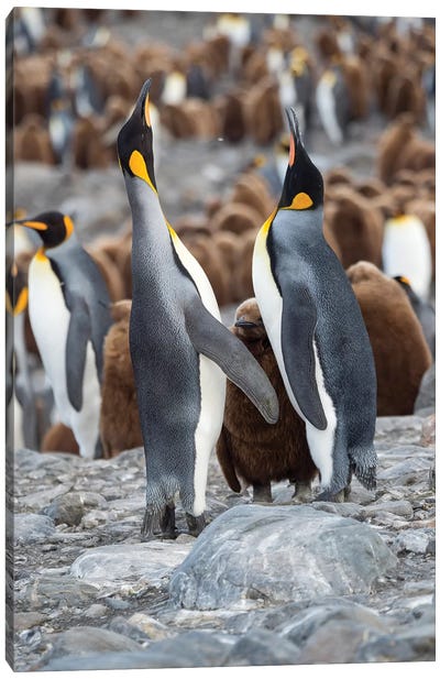 King Penguin rookery in St. Andrews Bay. Feeding behavior. South Georgia Island Canvas Art Print - Famous Monuments & Sculptures