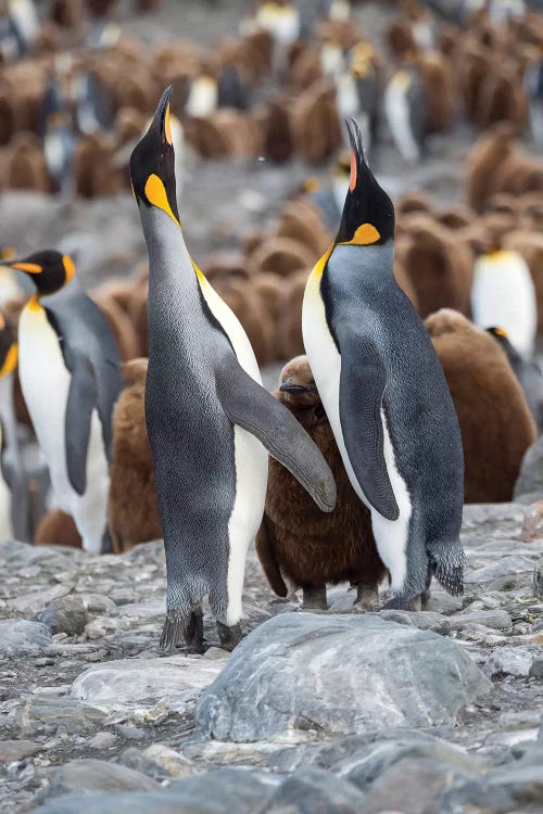 King Penguin rookery in St. Andrews Bay. Feeding behavior. South Georgia Island