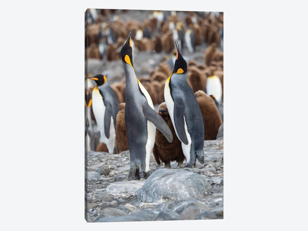 King Penguin rookery in St. Andrews Bay. Feeding behavior. South Georgia Island by Martin Zwick 1-piece Canvas Art