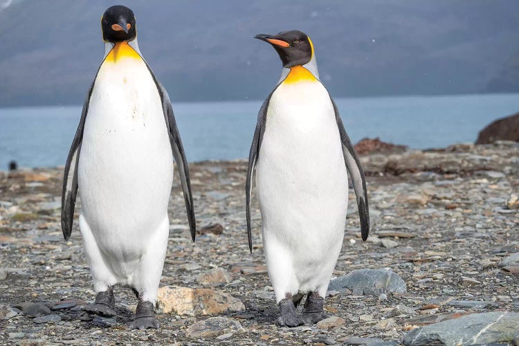 King Penguin rookery in St. Andrews Bay. South Georgia Island