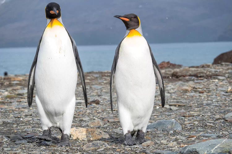 King Penguin rookery in St. Andrews Bay. South Georgia Island by Martin Zwick wall art