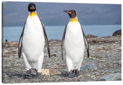 King Penguin rookery in St. Andrews Bay. South Georgia Island Canvas Art Print - Martin Zwick