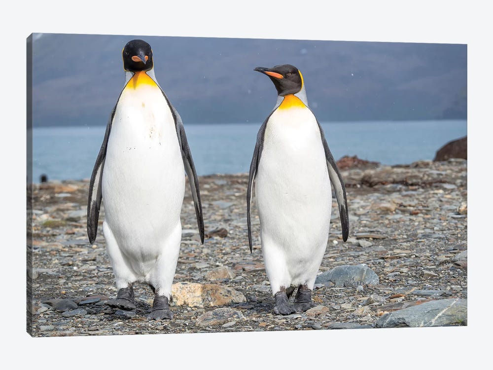 King Penguin rookery in St. Andrews Bay. South Georgia Island by Martin Zwick 1-piece Art Print