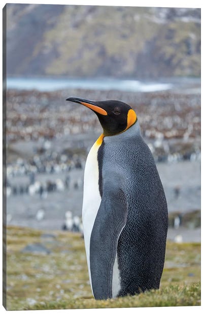 King Penguin rookery in St. Andrews Bay. South Georgia Island Canvas Art Print - Famous Monuments & Sculptures