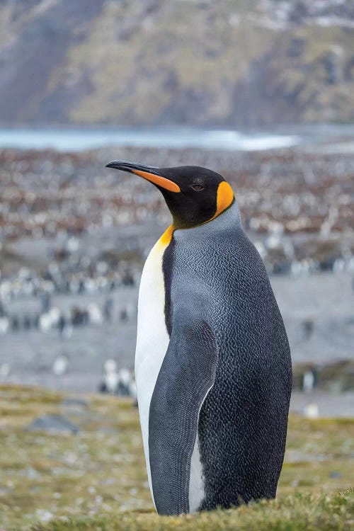 King Penguin rookery in St. Andrews Bay. South Georgia Island