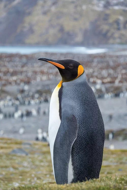 King Penguin rookery in St. Andrews Bay. South Georgia Island by Martin Zwick wall art