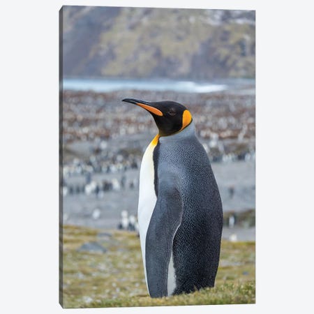 King Penguin rookery in St. Andrews Bay. South Georgia Island Canvas Print #MZW95} by Martin Zwick Canvas Wall Art