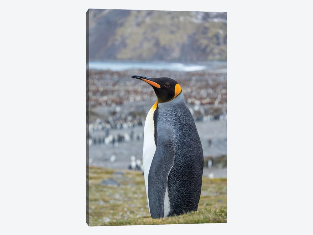King Penguin rookery in St. Andrews Bay. South Georgia Island by Martin Zwick 1-piece Canvas Art