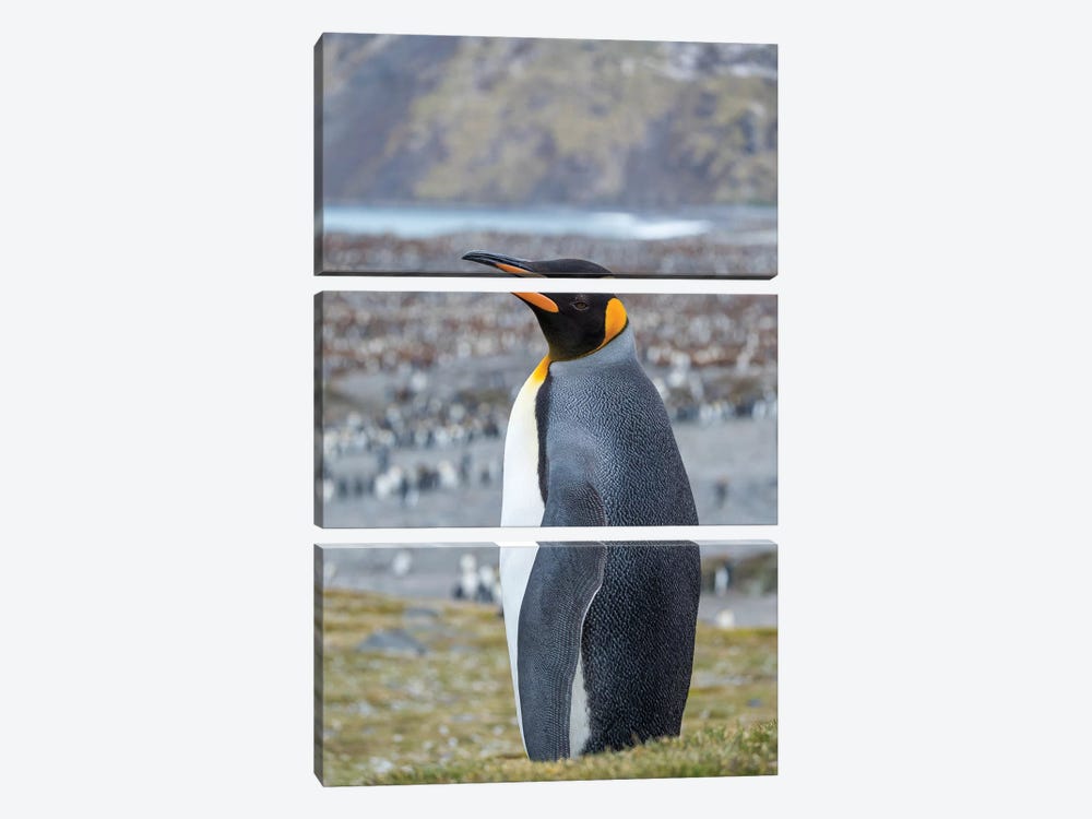 King Penguin rookery in St. Andrews Bay. South Georgia Island by Martin Zwick 3-piece Canvas Art