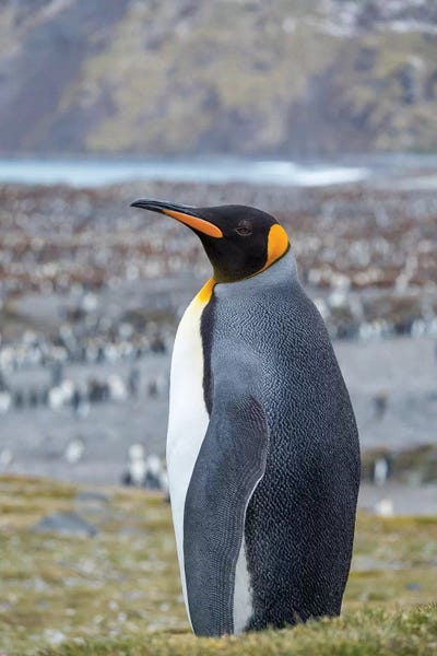 Ancient Wonders: King Penguin rookery in St. Andrews Bay. South Georgia Island by Martin Zwick