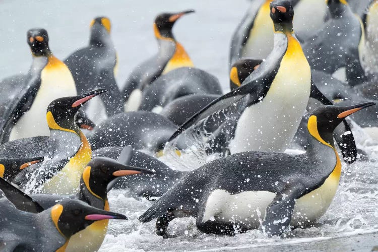 King Penguin rookery on Salisbury Plain in the Bay of Isles. South Georgia Island