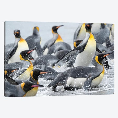 King Penguin rookery on Salisbury Plain in the Bay of Isles. South Georgia Island Canvas Print #MZW96} by Martin Zwick Canvas Art