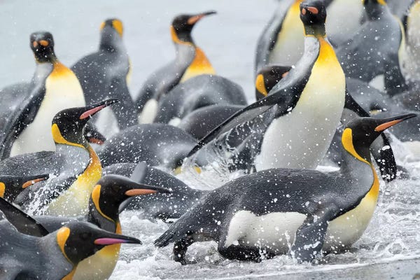 Ancient Wonders: King Penguin rookery on Salisbury Plain in the Bay of Isles. South Georgia Island by Martin Zwick