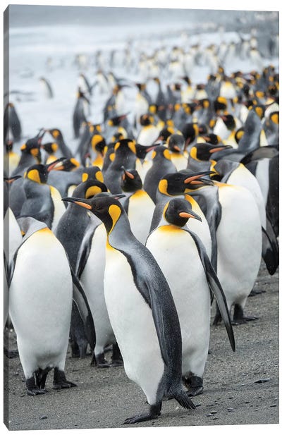 King Penguin rookery on Salisbury Plain in the Bay of Isles. South Georgia Island Canvas Art Print - Famous Monuments & Sculptures