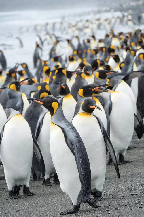 King Penguin rookery on Salisbury Plain in the Bay of Isles. South Georgia Island