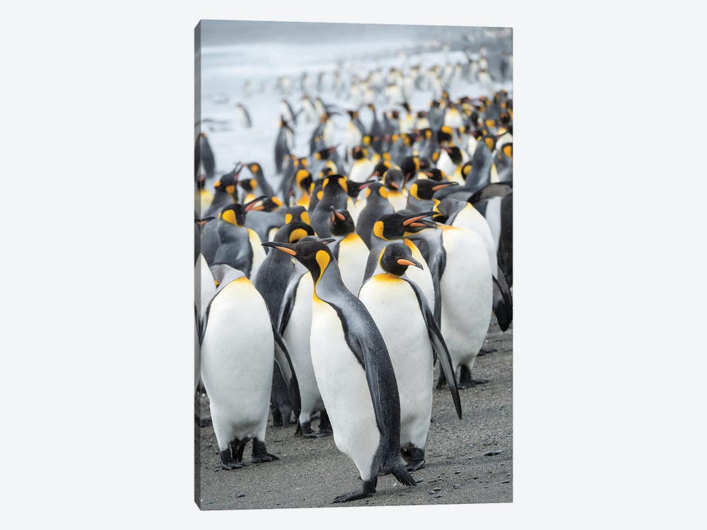 King Penguin rookery on Salisbury Plain in the Bay of Isles. South Georgia Island by Martin Zwick 1-piece Canvas Artwork