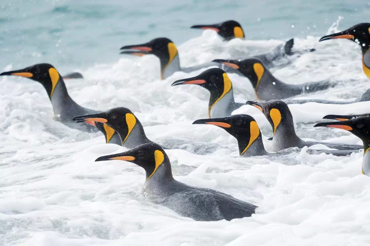 King Penguin rookery on Salisbury Plain in the Bay of Isles. South Georgia Island